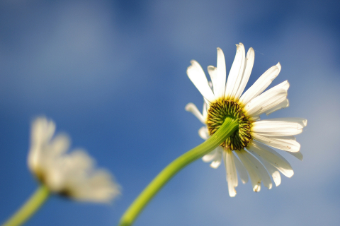 Image 038